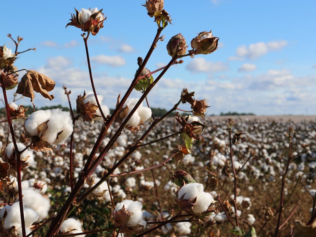 Cotton Harvest