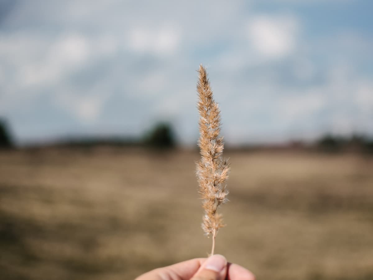 Wheat Grain in Hand