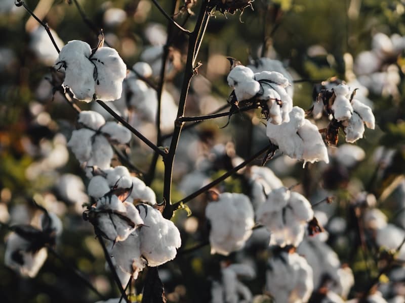Cotton
