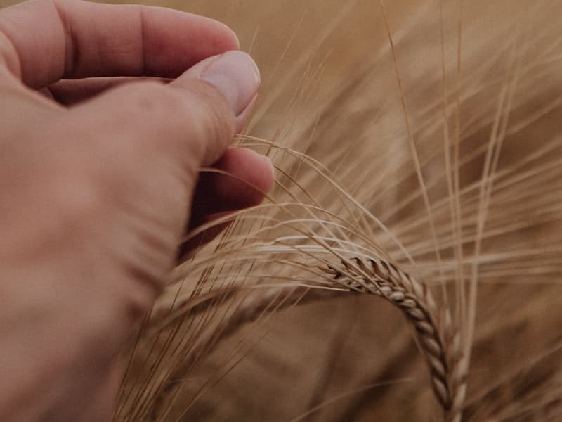 Wheat Bran
